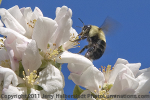 apple blossoms with bee