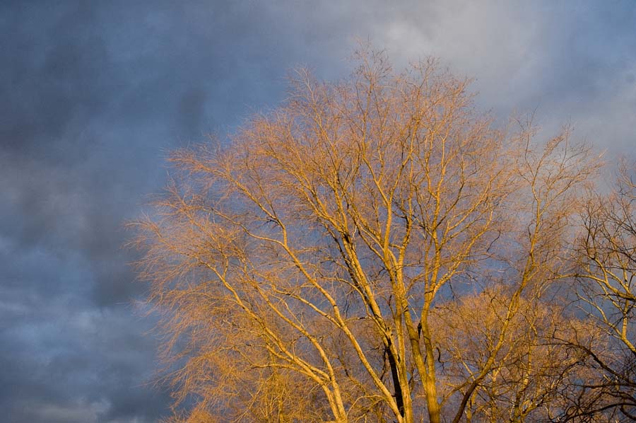 King tree at sunset