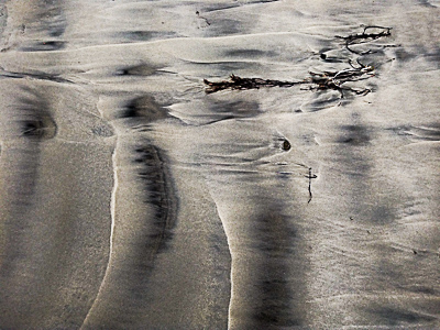 Calligraphy: seaweed, sand, patterns