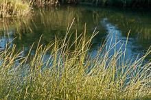 Estuary, grass, water