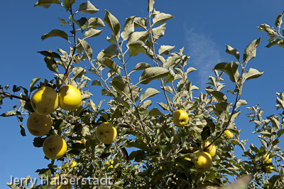 Golden apples in tree