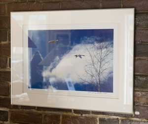 Swans, framed Copyright 2006 Jerry Halberstadt